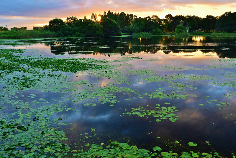 朝の三田ケ谷池