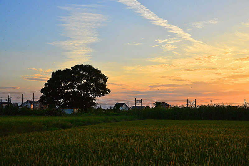 手子林の夕暮れ