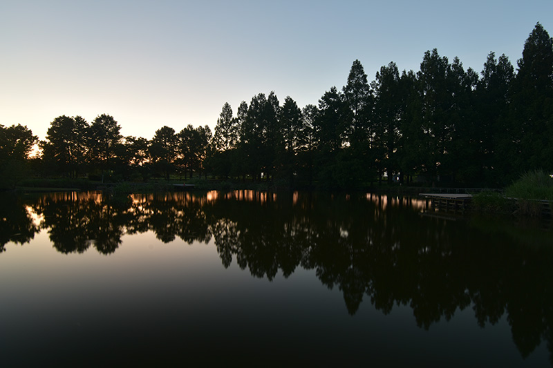 夕暮れのメタセコイヤ