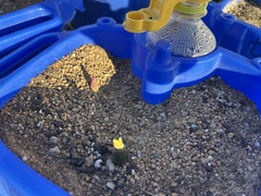 カンジ―は～sで