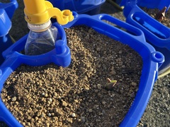 カンジ―は～sで