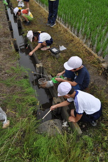 ザリガニ釣り１